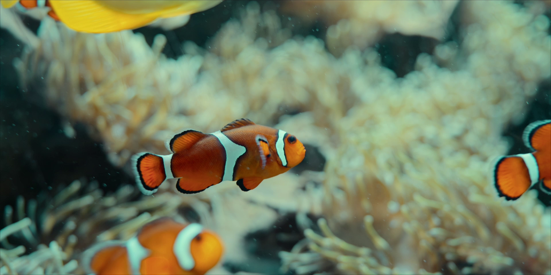 Réalisation vidéo Plongez au cœur des océans - Séquens